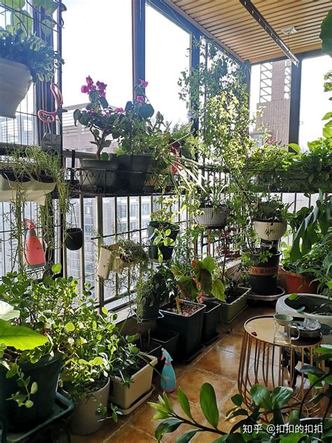 臥室冷氣 阳台适合种什么植物